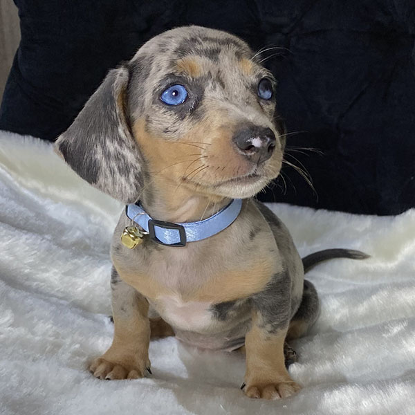 Arlequim Olhos Azuis