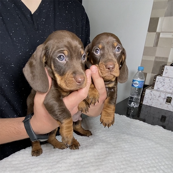 Dachshund Miniatura